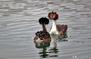Zhangye, Gansu: Migratory Birds Forage, Play, and Dance to Welcome Spring in Wetland