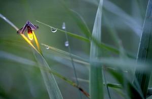 Fireflies' Love