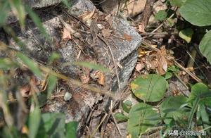 What Snake is Commonly Called 'Earth Snake' in Jiangsu and Shandong Provinces? Why is its Venom So Potent?