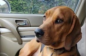 The Owner Played with Other Dogs, Accidentally Hit His Own Dog's Face, The Dog Looked Confused