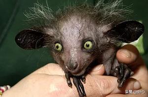 These Ugly But Heartbreaking Animal Babies Can Only Survive to Adulthood Thanks to Great Maternal Love