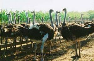 Pyuyang Ostrich Park