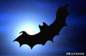 Bats Speak | I Strive to Evolve and Not Be Food, Yet Still Made into a Soup