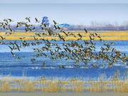Tens of Thousands of Cranes Migrate North from Southern Regions to Hengshai Lake