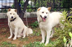 Treasured Korean Dog Breed, Once Featured in Olympic Opening Ceremonies – The Jindo Dog