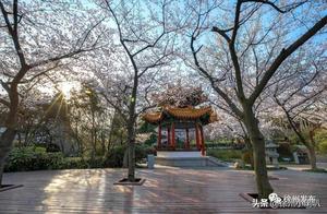 Cherry Blossoms at Pengzu Garden in Xuzhou! They are especially beautiful this year!
