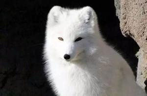 Beautiful White Fox