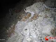 Four Snow Leopards Spotted Together for the First Time in Aksu County, Gansu Province