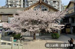 Live Spring | Community Drum Fighting Tournament 52: Zhujiantan Community, Hangzhou - Welcome to Check-in with the ‘Sakura King’