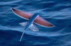Flying Fish