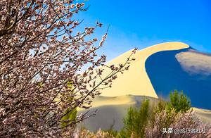 Riding Camels to Admire Singing Sand Mountain and Apricot Blossoms, Searching for the Vibrant Spring Colors of the Dunhuang Desert