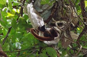Amazing Beast Feast: When Small Eats Large in Terrifying Moments