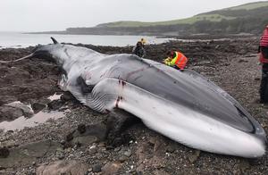 Giant Long-Beaked Whale Dies Stranded on Beach After Storm, Rescue Efforts Unsuccessful