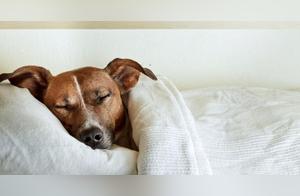 Do Dogs Need Blankets?
