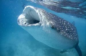How to Calculate the Age of a Shark? Atomic Bombs from the Cold War Came in Handy!