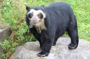 The Only Bear in South America Is Actually a Lost Brother of the Giant Panda, and It Loves Pineapple More Than Meat