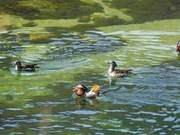 Swans Playing in Buddha Peak Pepper River