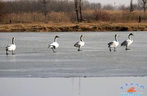 Zhangye Wetlands: Swans Arrive After Ice Melt