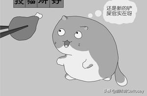 How to Help Cats Forget Their Previous Owners