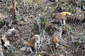 Xianju, Zhejiang: Wild Macaque Groups Found in Mountain Village; Villagers Provide Warm Care