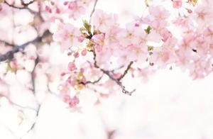 Climbing Nine Mountains: Cherry Blossoms Have Bloomed, What Else Can Be Expected