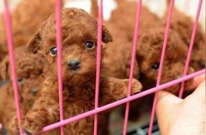 Are There Techniques for Choosing Teddy Dogs? 5 Secrets About Selecting Teddy Dogs That Most People Don't Tell Ordinary People