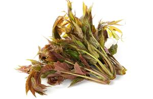 Buy This Vegetable in Spring, Otherwise It Will Be Past Season and You Won't Be Able to Get It!