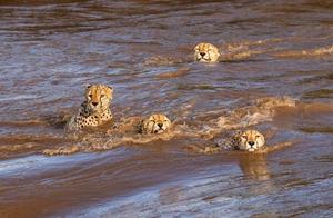 A Group of Cheetahs in Kenya Risk Their Lives Crossing the Nile River