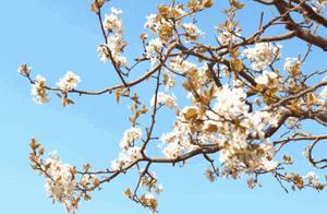 What? Snow Fell in Taian This Spring!