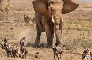 A Clever Maneuver by a Baboon Troop: Taking Advantage of the Escape of Pounding Dogs!
