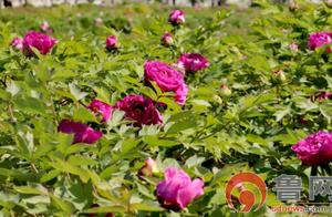 This is Shandong's 'Shake the Peonies'Pleasant Weather, Gentle Breeze! Heyang Peonies 'Unleash' Their Vitality
