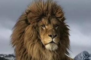 The World’s Most Ferocious Animals – Less Than 120 Individuals Globally, None in Our Country!