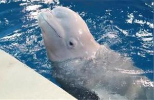 A sailor wanted to play with a whale, but unexpectedly, throwing a ball angered the whale.