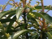 He Zhongjun \| Xingzhong Avenue Mango Blossoms (Poetry/Anti-Epidemic Work (130))