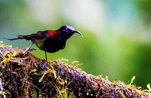 Every Day Bringing You to Understand a Bird – Black-throated Sunbird