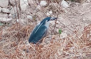Full of Love! Ms. Wang from Baoji Saves a Strange Bird in Weiyang Park