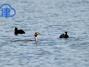 Rare! Various Birds Including Black Swans 'Visit' the Airport