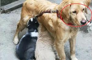 Golden Retriever is nursing, neighbor found an unidentified creature, after seeing it, he immediately demanded a fee