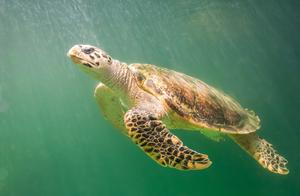 Common Marine Animals – Green Turtles