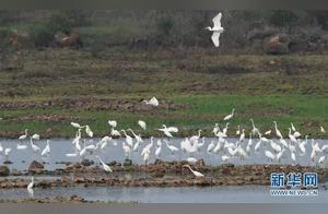 Too Beautiful! Flocks of Egrets Playing and Flying in Hainan