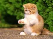 Cat Fur Types: What Kinds Are There and What Do They Do?
