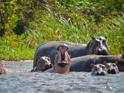 Hippos Become a Disaster in a Region of Colombia, Left Behind by a Former Gang Leader