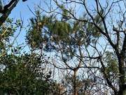 Seven Short Quatrains Leaning on Pine, Gazing at Spring