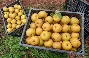 Yunmeng County, Yunnan: Pears Bloom on Cold Mountains