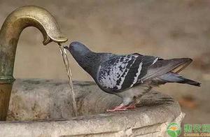 How to Feed Pigeons with Water? These 4 Methods and Techniques Do You Know?