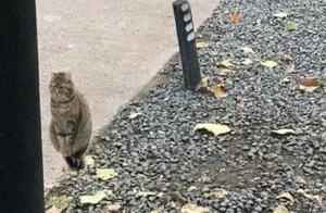 Woman Saw a Cat on a Lamppost, Feeling Strange, Took a Closer Look: So Social!