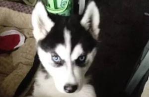 Raising a Husky in a Dorm? Let's Take a Look at What Others Raise