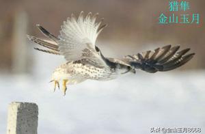 Chance Encounter with a Peregrine Falcon