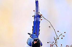 Red-billed Blue Magpie