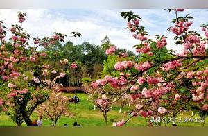 The cherry blossoms in Qingba Jiang are so beautiful, quite crowded and require reservations. Did you go?